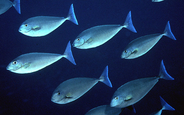 Bluetail Unicornfish