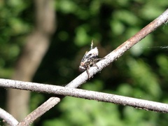 Cephisus siccifolius