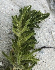 Caulerpa flexilis