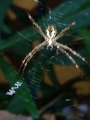 Argiope