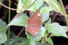 Tanaecia julii
