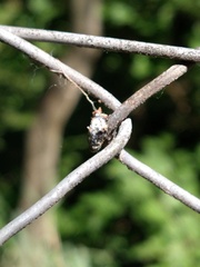 Cephisus siccifolius