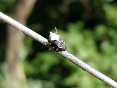 Cephisus siccifolius