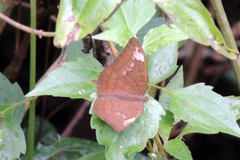 Tanaecia julii