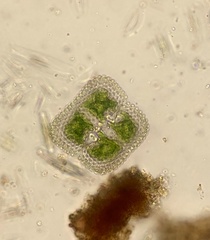 Cosmarium