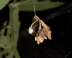 Spilasma duodecimguttata