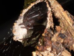 Spilasma duodecimguttata