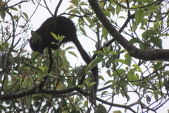 Ratufa bicolor