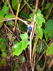 Rhaphithamnus spinosus