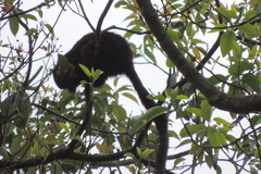 Ratufa bicolor