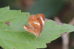Taxila haquinus