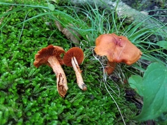 Cortinarius hesleri