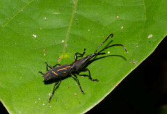 Brentidae