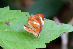 Taxila haquinus