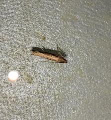 Helcystogramma phryganitis
