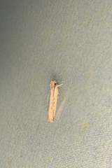 Helcystogramma phryganitis