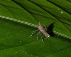 Dictyopharidae