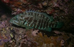 Cephalopholis panamensis