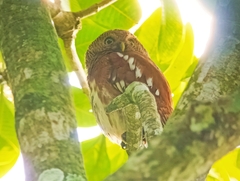 Glaucidium castanopterum