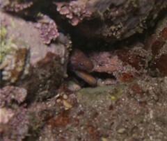 Uropterygius versutus