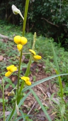 Crotalaria rotundifolia