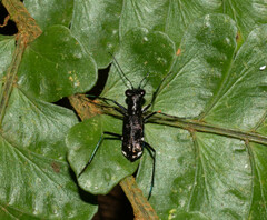 Odontocheila