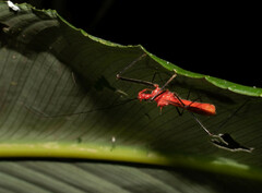 Ricolla quadrispinosa