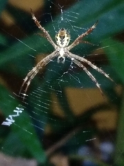 Argiope