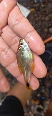 Characinae