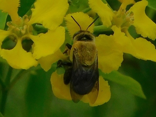 Shining Oil-digger Bee photo 3