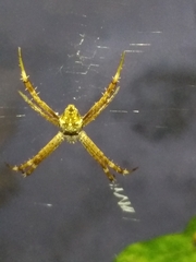 Argiope