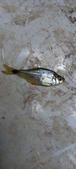 Characinae