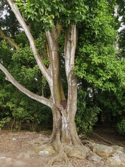 Sterculia apetala
