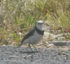 Epthianura albifrons
