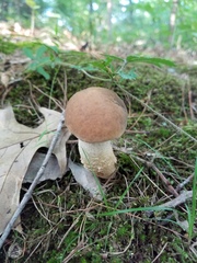 Boletus