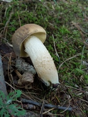 Boletus