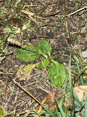 Plantago major