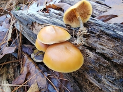 Galerina marginata