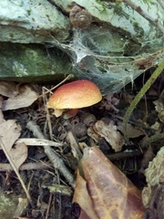 Hortiboletus