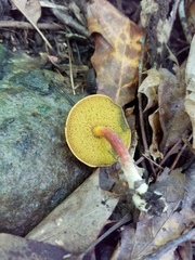 Hortiboletus