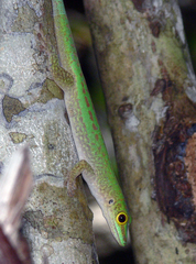 Phelsuma sundbergi longinsulae