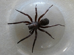 Uliodon