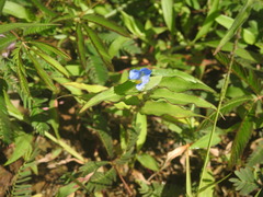 Commelina auriculata