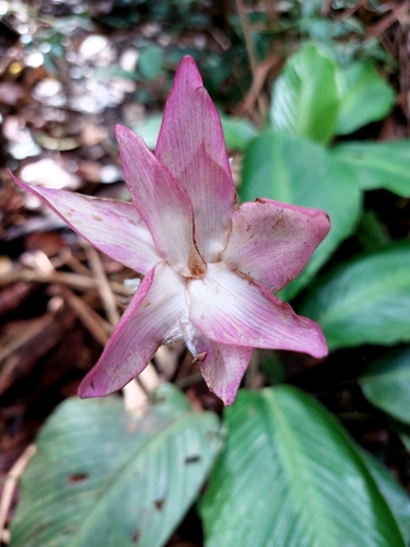 Goeppertia loeseneri, photograph 3
