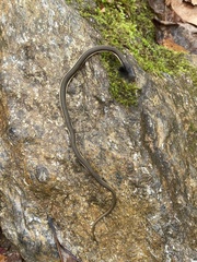 Regina septemvittata