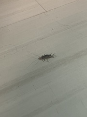 Gryllidae
