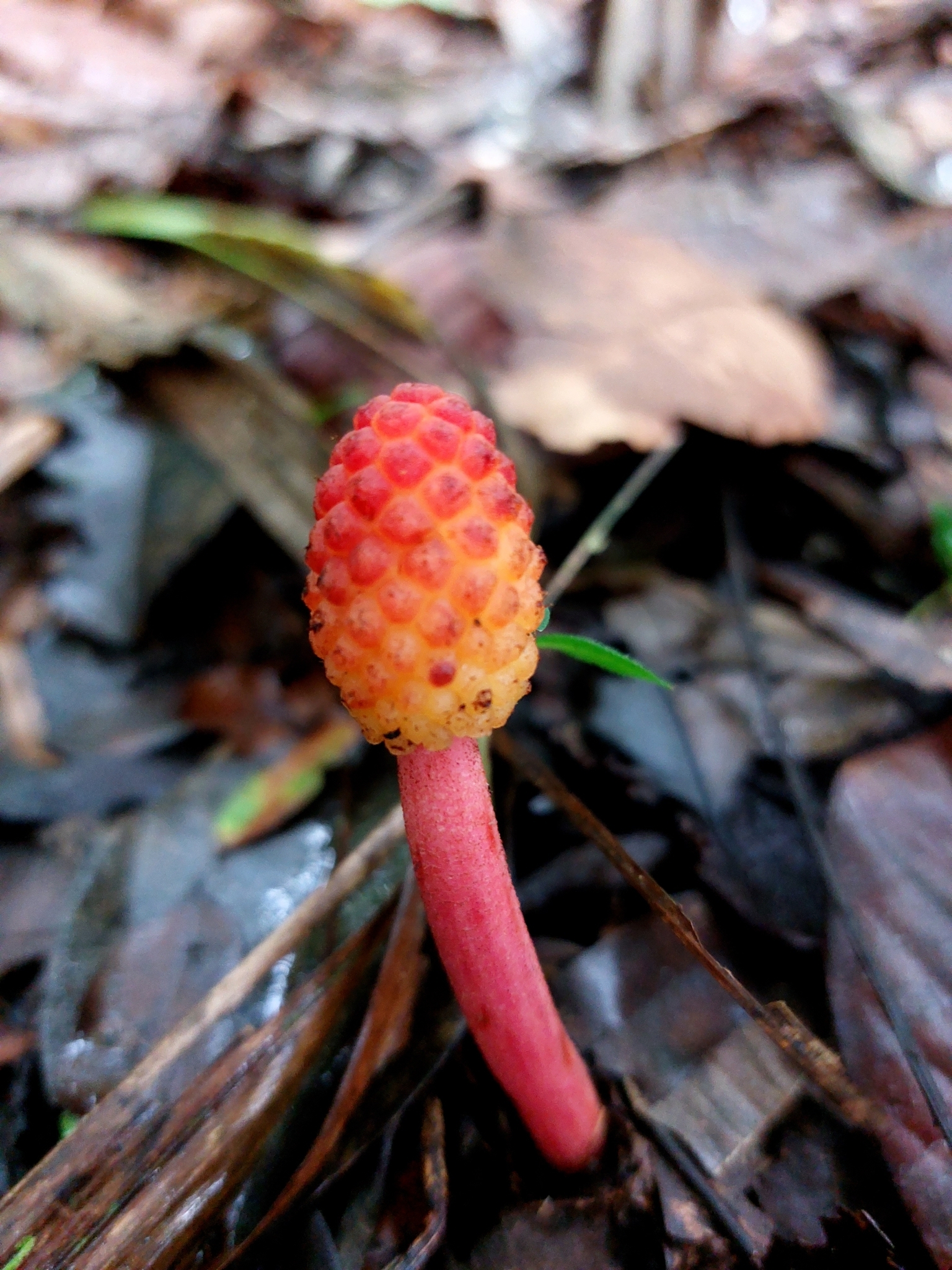 Helosis cayennensis