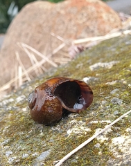 Caenogastropoda