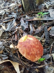 Aureoboletus innixus