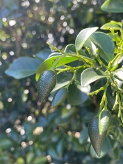 Murraya omphalocarpa